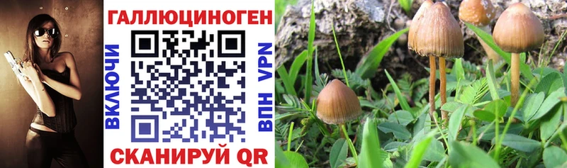 Галлюциногенные грибы Cubensis  Чебоксары 